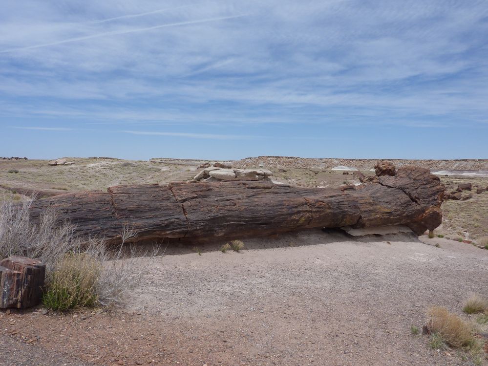 Giant logs FP (10).JPG